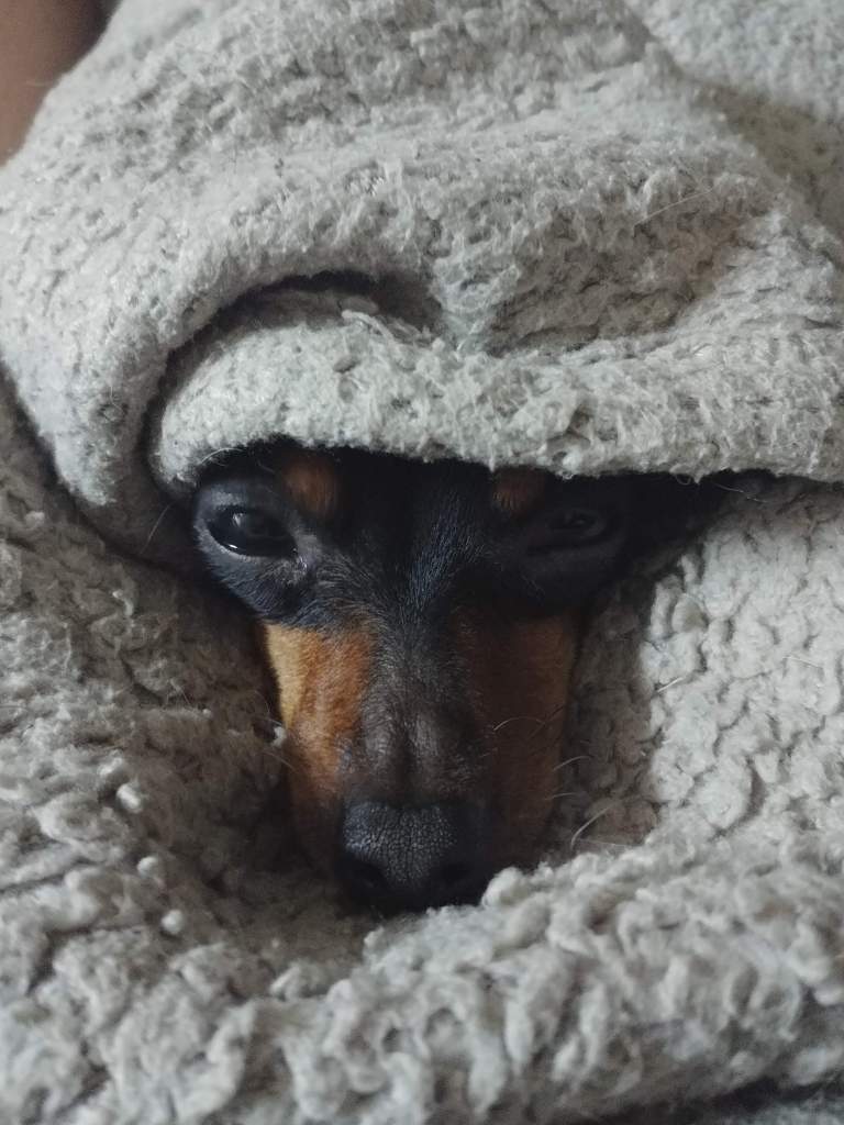 Our fist dog my wife and I got together. 