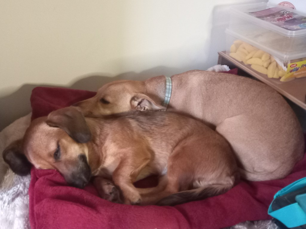 Two of our fosters cuddling. 